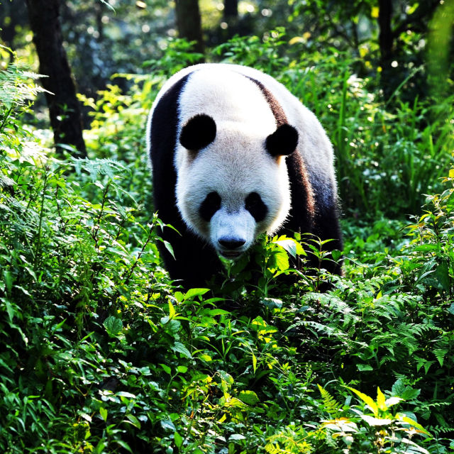 Wild China: Giant Pandas