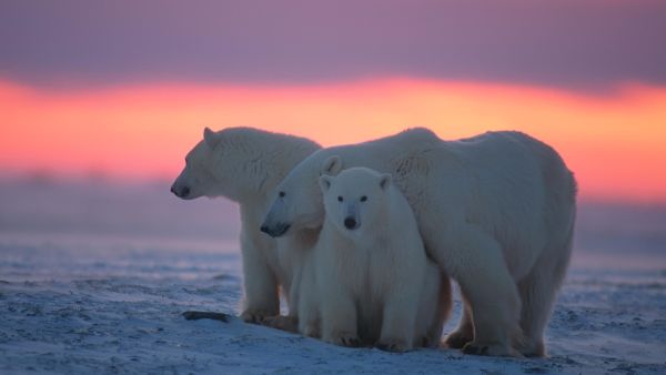 Kingdom Of The Polar Bears