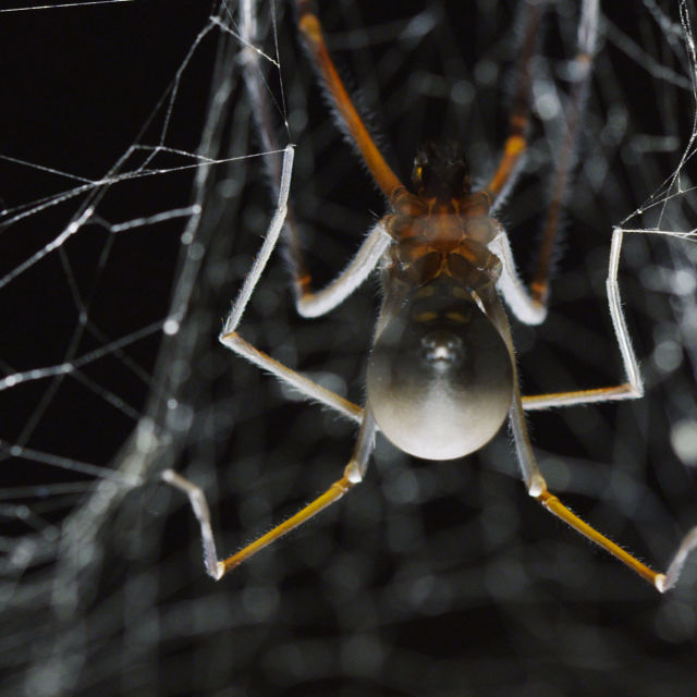 Mystery Of The Giant Cave Spider