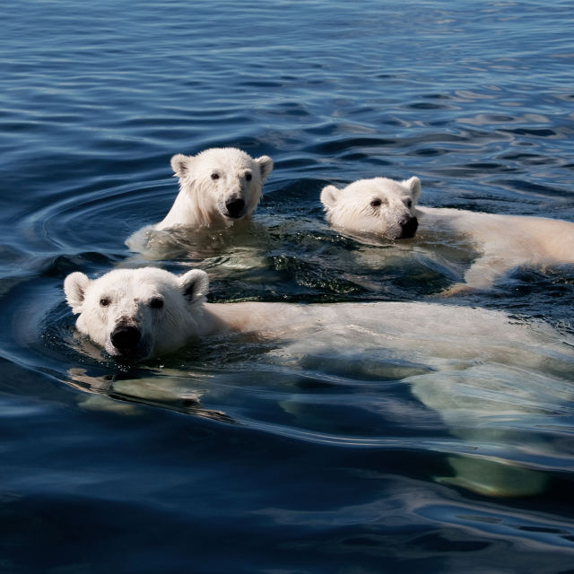 Wild Arctic: Polar Bear