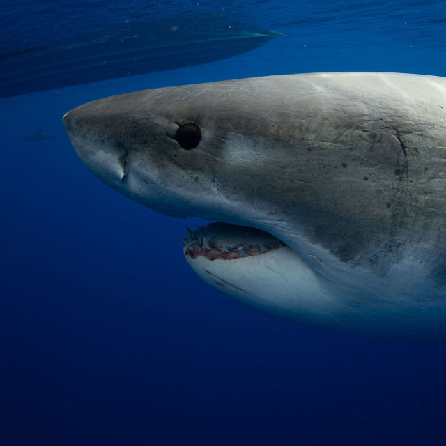 World's Biggest Great White? Expedition