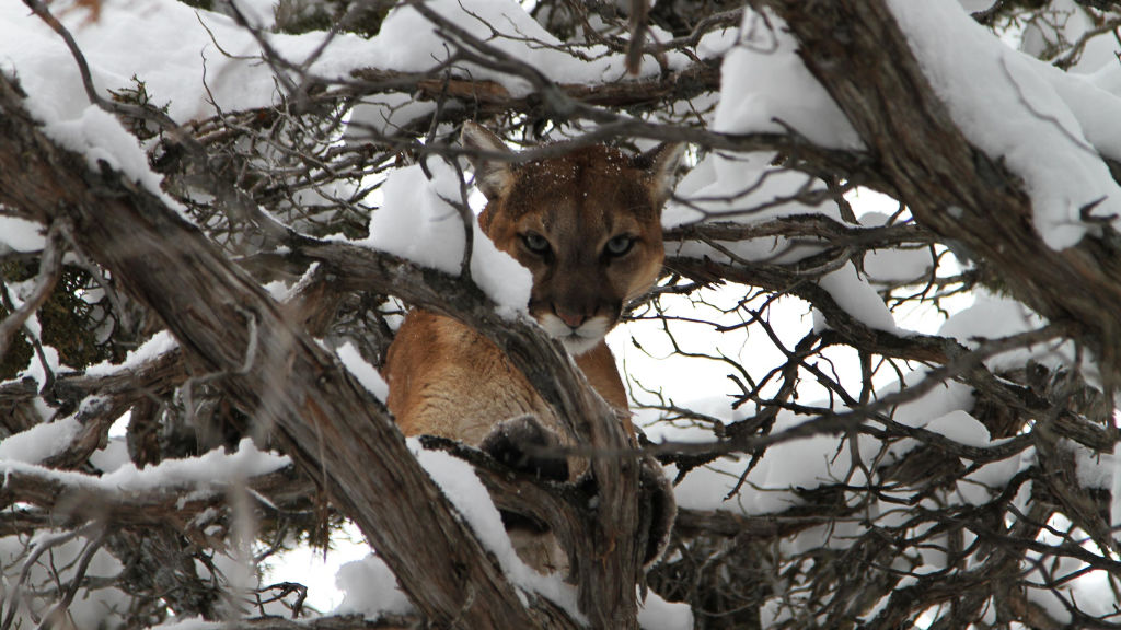 Cougar Vs Wolf - National Geographic - Your favourite shows