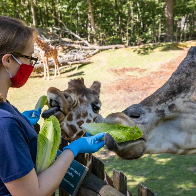 Secrets Of The Zoo: Giraffic Jam
