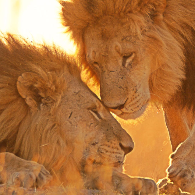 Wild Botswana: Lion Brotherhood