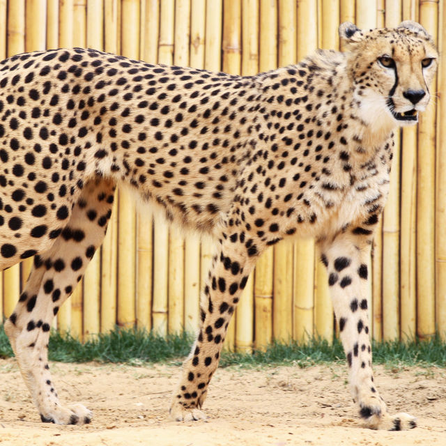 Man Vs Cheetah
