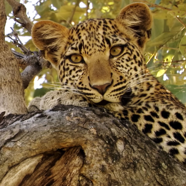 Eye Of The Leopard