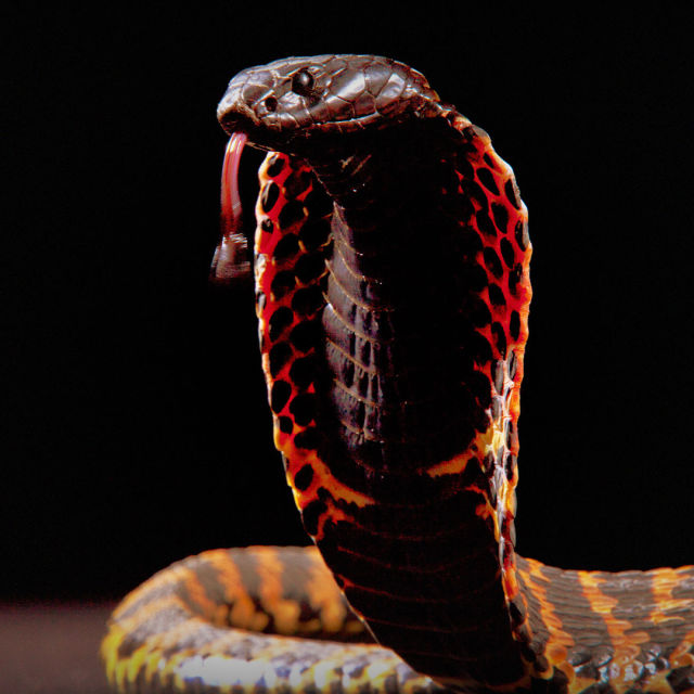 King Cobra: Cannibal Snake