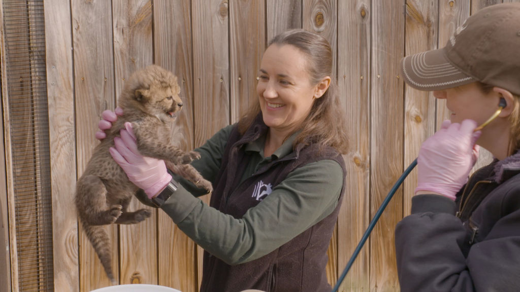 A Big Milestone for a Baby Koala at the Columbus Zoo