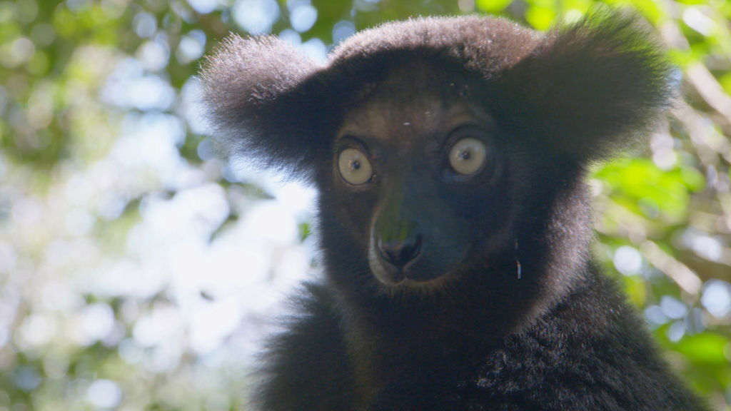 madagascar-s-weirdest-national-geographic-your-favourite-shows