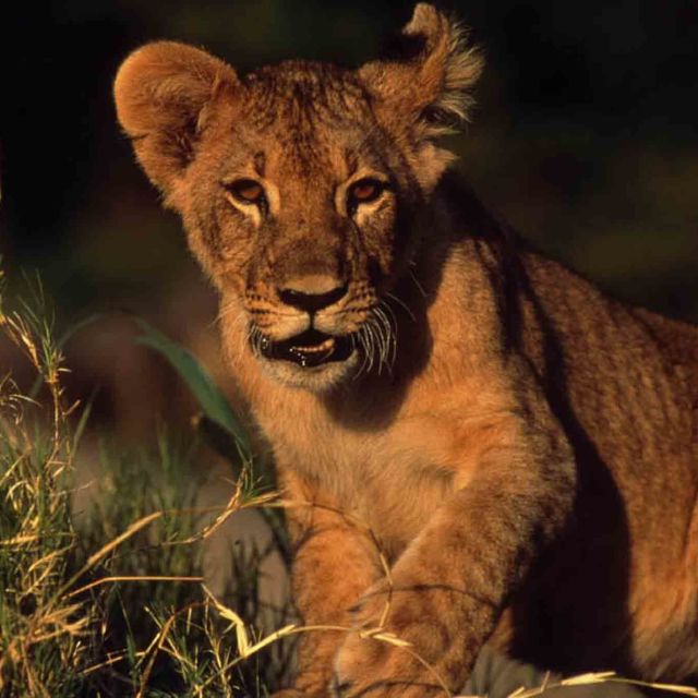 Predator Land: Lions & Leopards